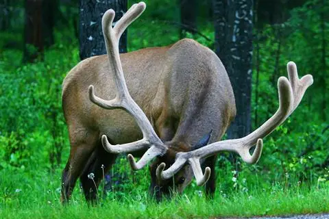 11-daagse rondreis West-Canada Highlights