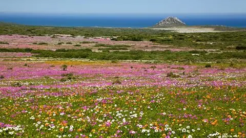 19-dg rondreis Smaak Westkaap, Flowers & Whales