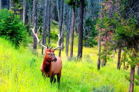 23-daagse rondreis Yellowstone & Rockies