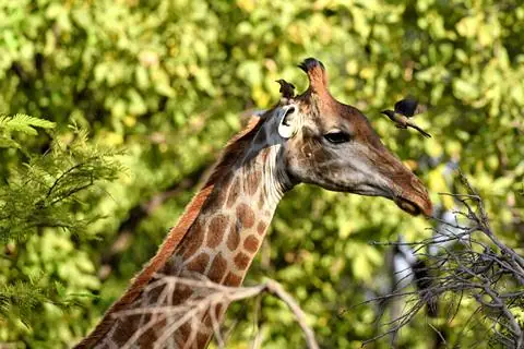 8-dg combinatiereis Fathala Wildlife Experience