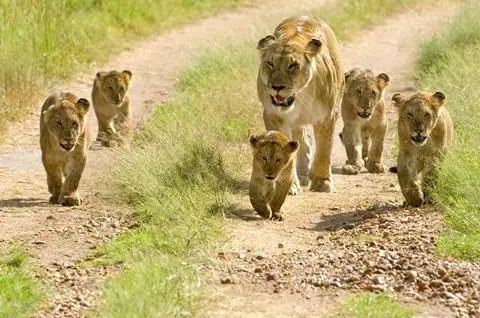 9-daagse safari Selous icm Zanzibar