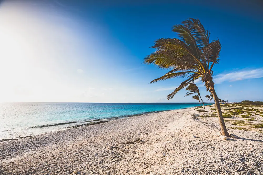 Bingo Bonaire 4* All Inclusive