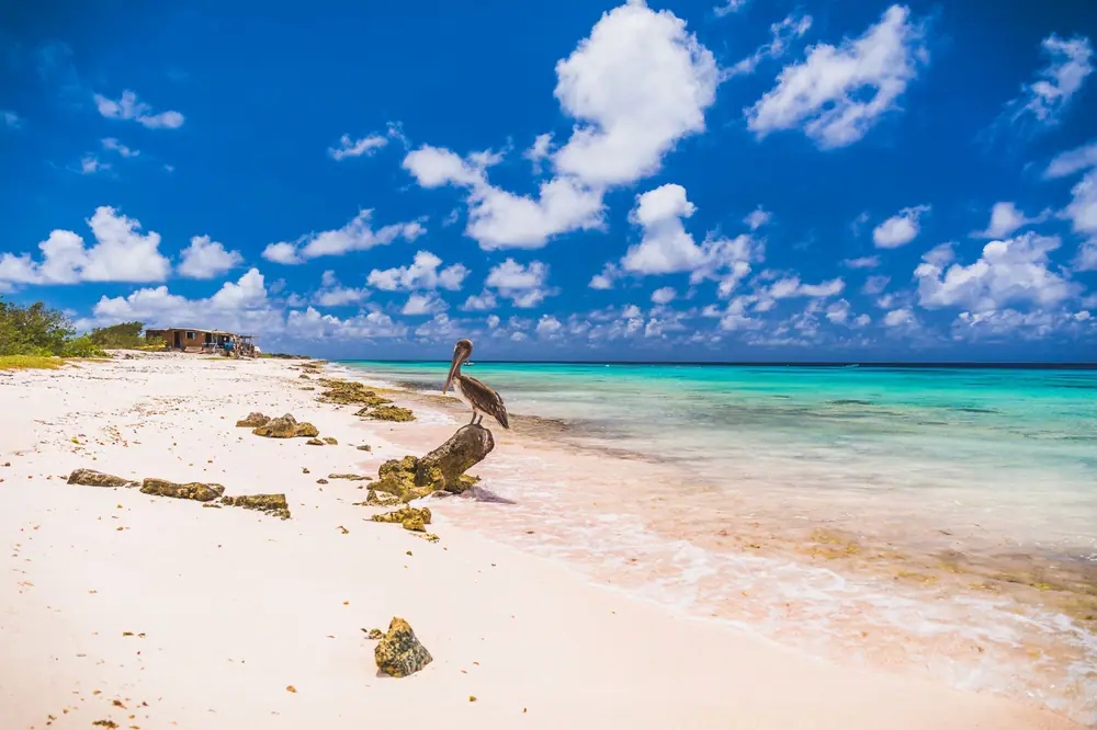 Bingo Bonaire 4*