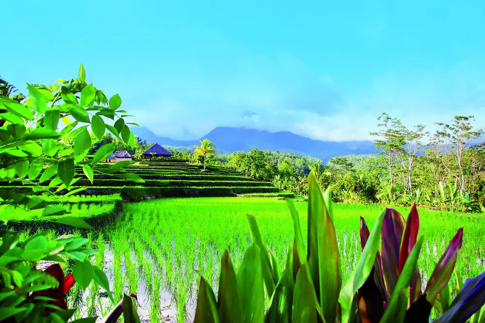 Combinatiereis Ubud&Seminyak Superior